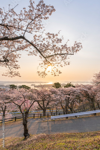 Wallpaper Mural 日本三景・宮城県松島　朝日を浴びる西行戻しの松公園の桜 Torontodigital.ca