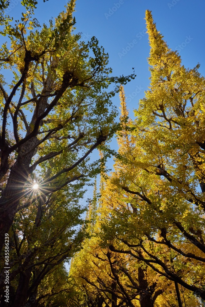 Obraz premium 秋晴れの神宮外苑イチョウ並木