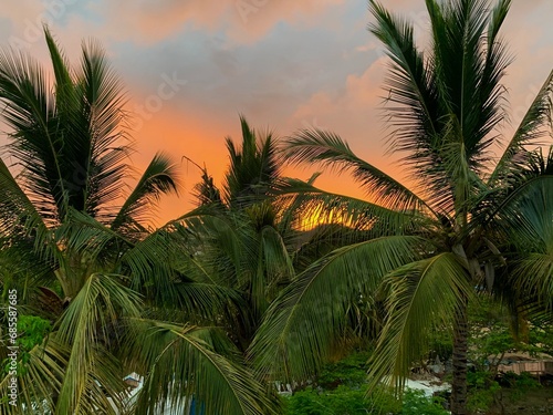 Palmeras y atardecer