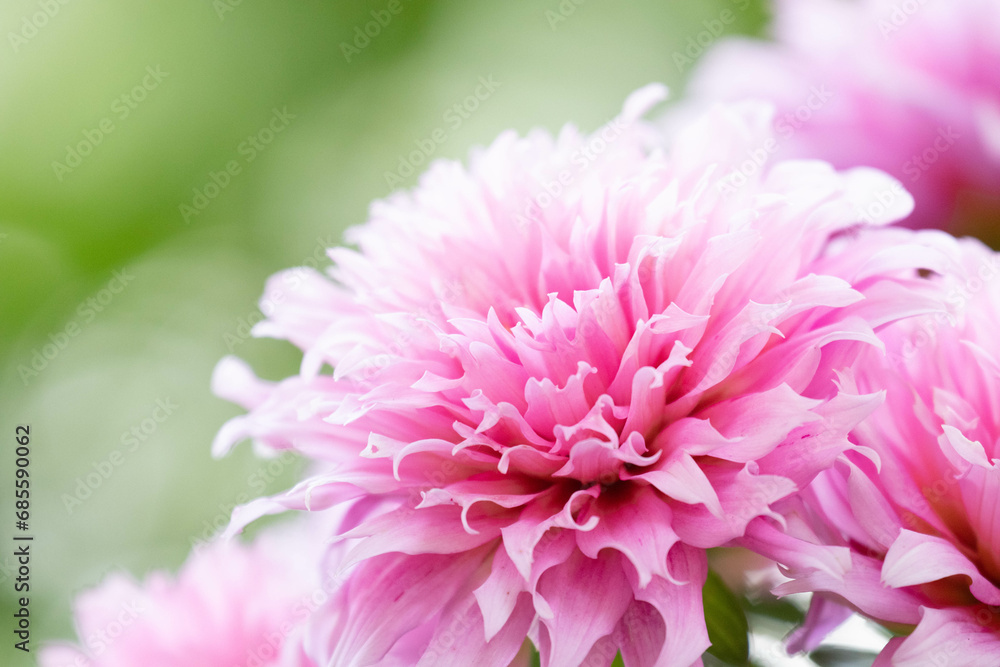 Spring is coming, beautiful blooming pink Dahlia flowers are all over the park Spring is coming, beautiful blooming pink Dahlia flowers are all over the park