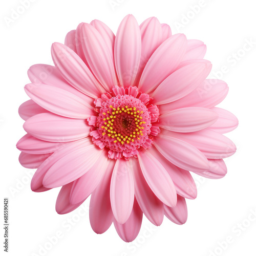 Pink daisy flower isolated on transparent background transparency 
