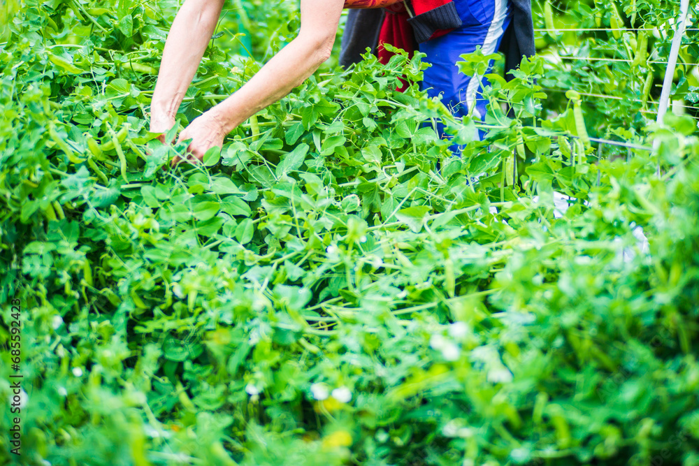 Naklejka premium Farmer's hands harvest crop of pea in the garden. Plantation work. Autumn harvest and healthy organic food concept close up with selective focus