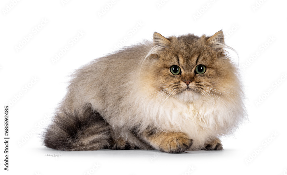 Adorable golden shaded British Longhair cat kitten, laying down side ways. Looking to camera with green eyes. Isolated on a white background.
