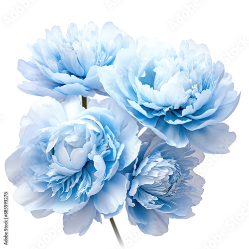 Beautiful sky blue peony isolated on transparent background,transparency 