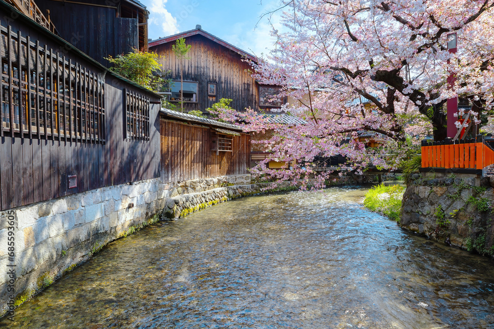Naklejka premium Shinbashi dori in Kyoto, Japan with beautiful full bloom cherry blossom 