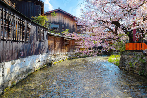 Shinbashi dori in Kyoto, Japan with beautiful full bloom cherry blossom  photo