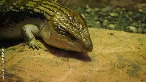 A blue-tongued skink lizard moving around on a rock photo