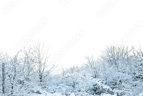 Winter snow forest landscape, trees in snow in PNG isolated on transparent background