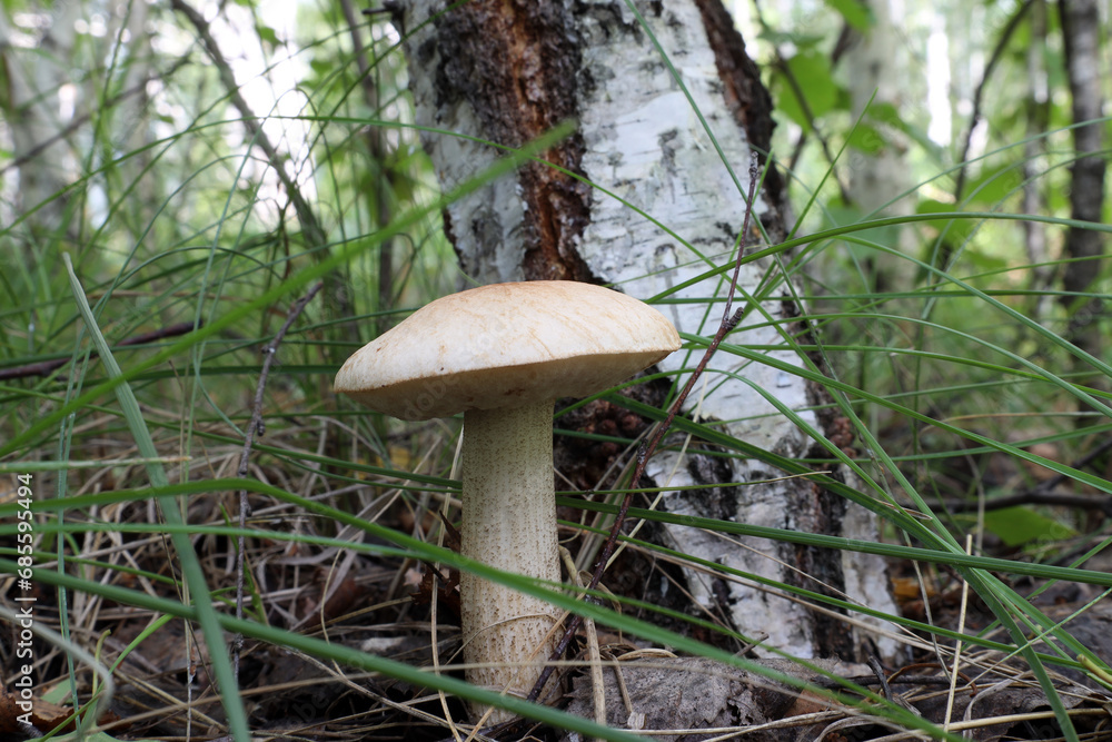 Forest boletus mushroom grows in the forest in the grass near an old birch tree Forest boletus mushroom grows in the forest in the grass near an old birch tree