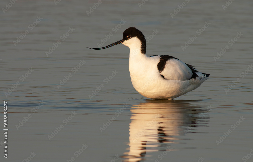 Pied Avocet, Recurvirostra avosetta Pied Avocet, Recurvirostra avosetta