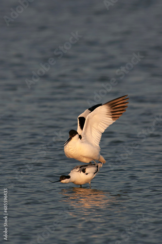 Pied Avocet, Recurvirostra avosetta.Pied Avocet, Recurvirostra avosetta © Marc