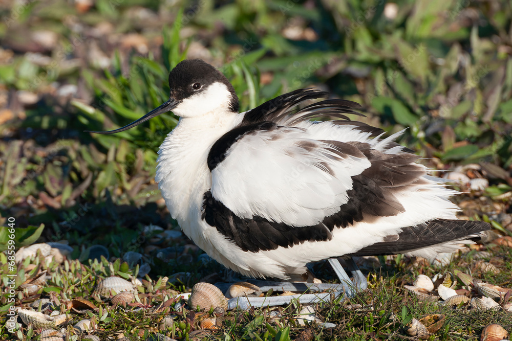 Pied Avocet, Recurvirostra avosetta