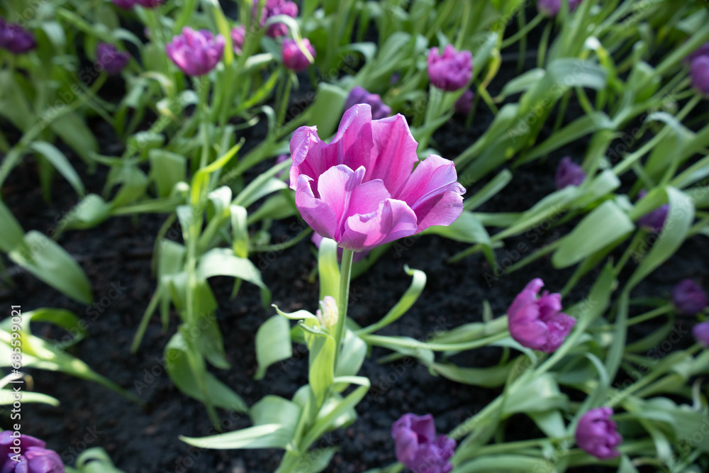 pink tulips in the garden