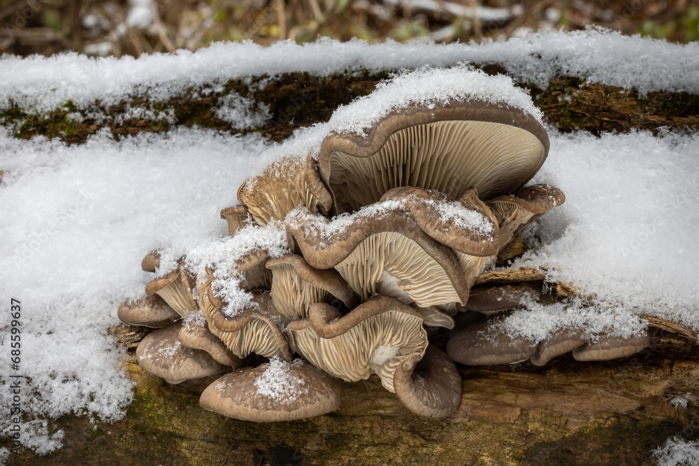 Edible Mushroom Pleurotus Ostreatus Known As Oyster Mushroom On Dead Tree Snowy Stem In Winter 9933