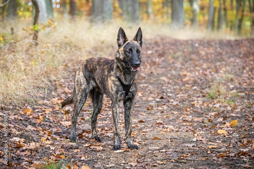 Photography Dutch Shepherd dog in colorful autumn forest