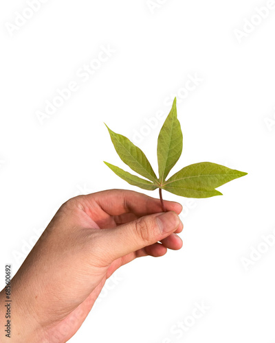 hand holding a sprig of leaves isolated on transparent background, PNG 