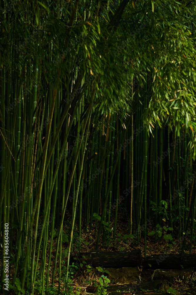 Fototapeta premium bamboo grove