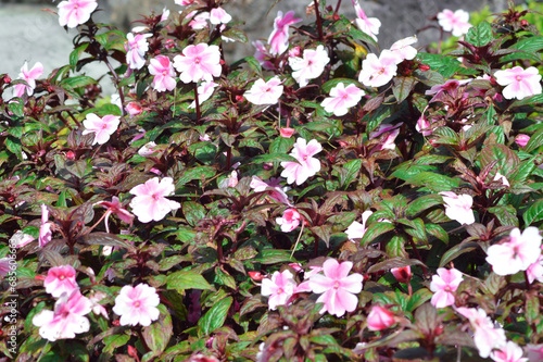 Close-up High angle View Of White To Light Pink Blooming Flowers Amid Their Leaves Of Impatiens Hawkeri Plants In The Garden photo