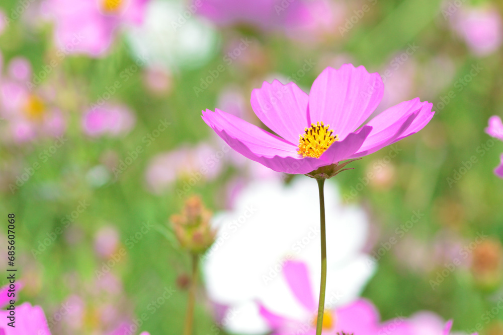 Close-up Selected Focus Side View Of Pink Blooming Cosmos Bipinnatus Flower In The Sunny Morning Close-up Selected Focus Side View Of Pink Blooming Cosmos Bipinnatus Flower In The Sunny Morning