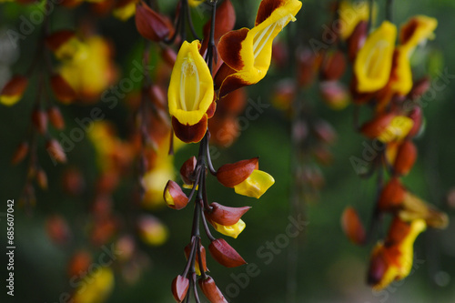 Close-up Selected Focus Of Unique Yellow-brown Flowers Hanging Of Thunbergia Mysorensis Plants In The Garden photo