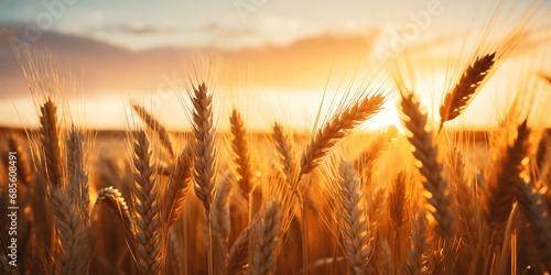 Campo de trigo al amanecer photo