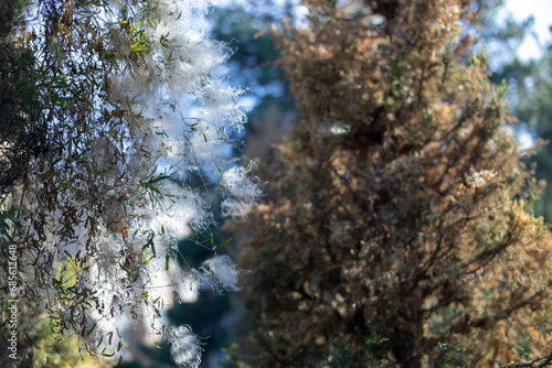 clematis drummondii, fluffy white bushes, Autumn season, sunlight reflection,multiple different angles, texas virgin bower, buttercup family, ranunculaceae, old man beard, barba de chivato.