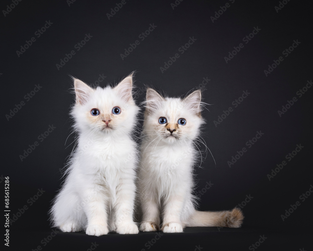 Two Sacred Birman cat kittens, sitting beside each other. Looking over edge with blue eyes. isolated on a black background.
