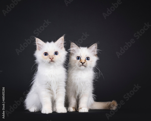 Two Sacred Birman cat kittens, sitting beside each other. Looking over edge with blue eyes. isolated on a black background.