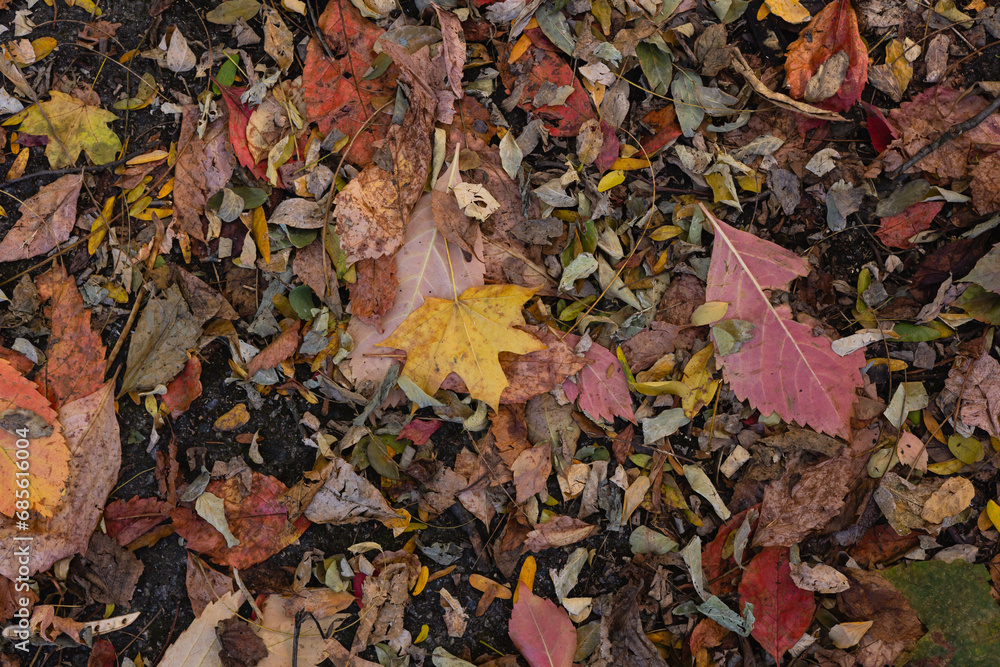 Withered autumn leaves on the ground