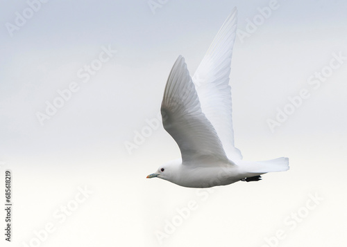 Ivory Gull, Pagophila eburnea