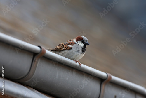 House Sparrow, Passer domesticus