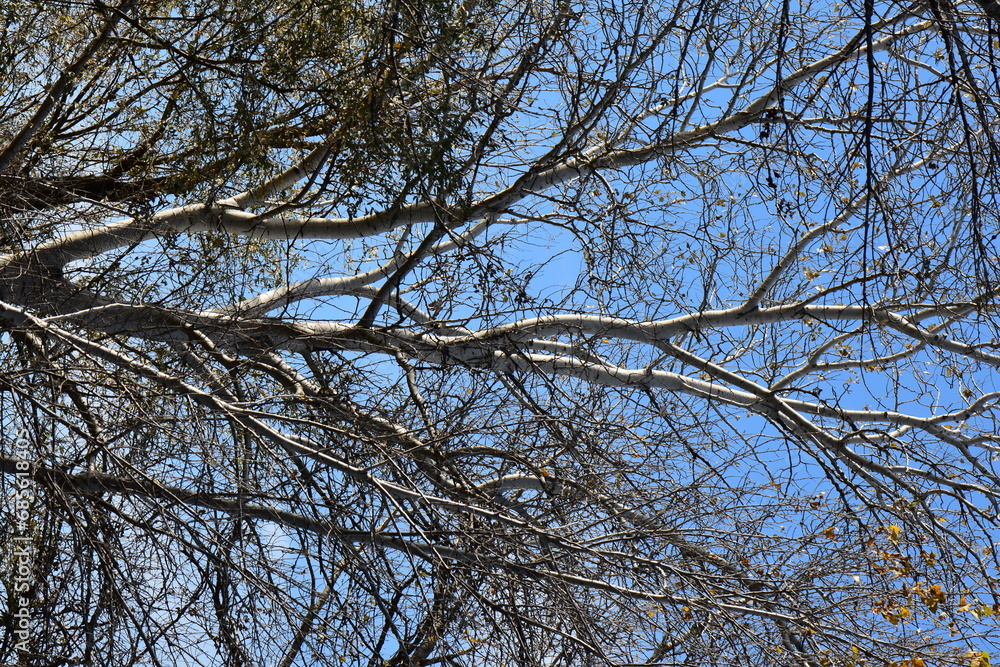 branches against blue sky branches against blue sky