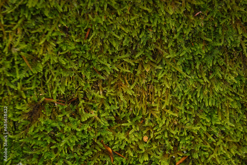 moss plant nature lichen herb flora outdoors closeup natural lea - obrazy, fototapety, plakaty 
