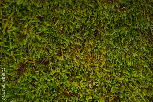 moss plant nature lichen herb flora outdoors closeup natural lea photo