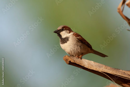 House Sparrow, Passer domesticus indicus