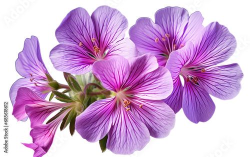 Aromatic Blooms Flower On Transparent Background