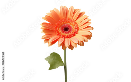 Gerbera Petals Floral On Transparent Background