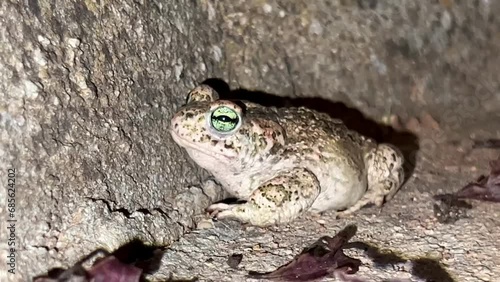 Video close up of Green-eyed Toad (Epidalea calamita) with green eyes in the street at night. photo