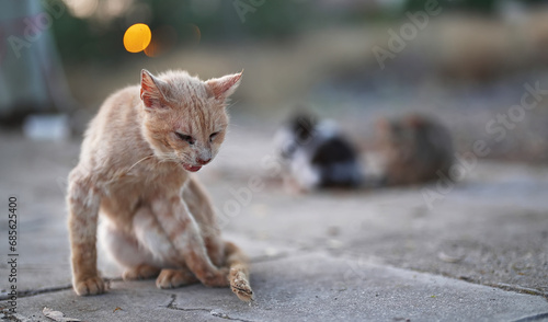 Photos Homeless stray cat on the street.