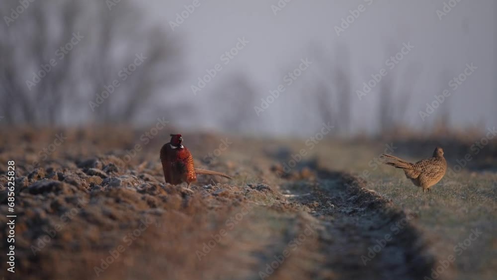 Common pheasant is walkin on the field. Pheasant during mating time. Common colorful bird on the field. Common pheasant is walkin on the field. Pheasant during mating time. Common colorful bird on the field.