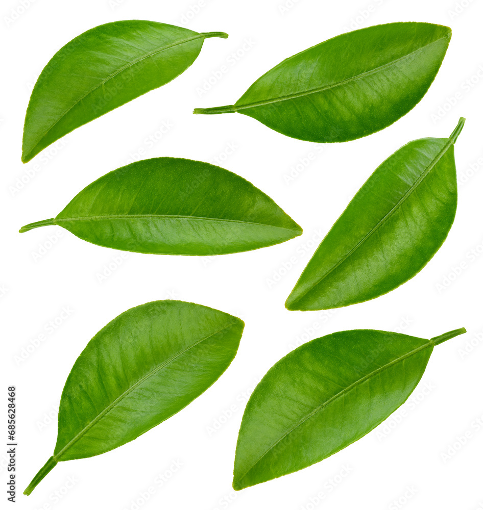 Fototapeta premium Citrus leaves with clipping path isolated