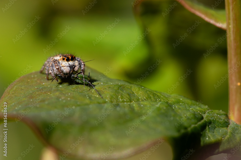 Naklejka premium Orange and white jumping spider perched on a green leaf eating aphids. Horizontal nature photography.