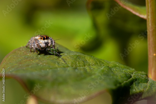Orange and white jumping spider perched on a green leaf eating aphids. Horizontal nature photography.