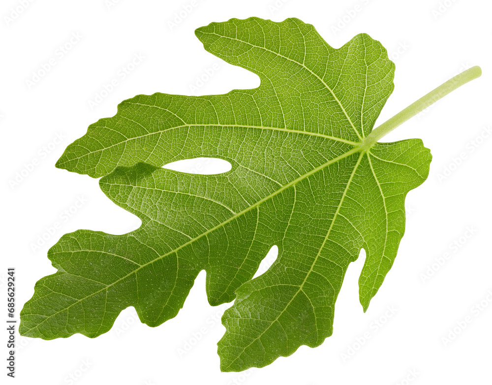 Fig leaf isolated clipping path Fig leaf isolated clipping path