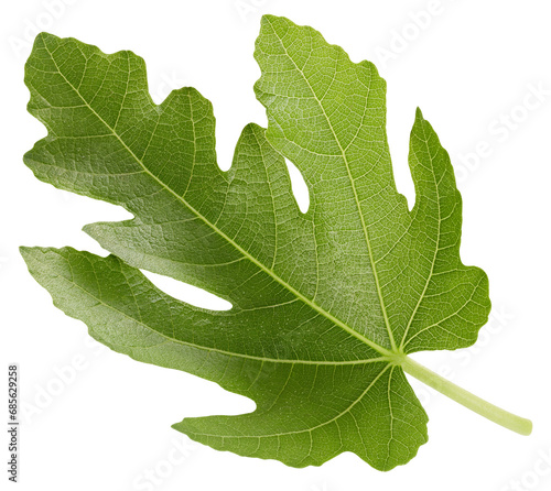 Organic fig leaf macro studio photo