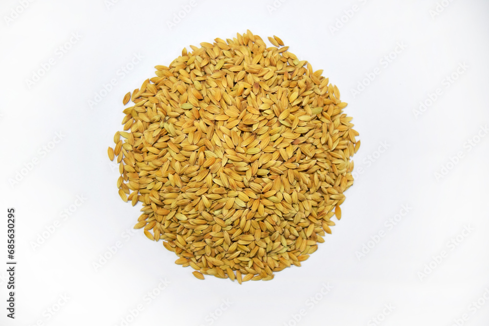 Swarna Red Paddy Seeds  Photo Shoots by Dslr Cameras 