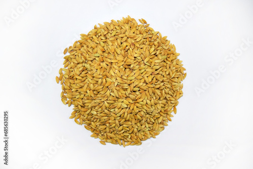 Swarna Red Paddy Seeds  Photo Shoots by Dslr Cameras 