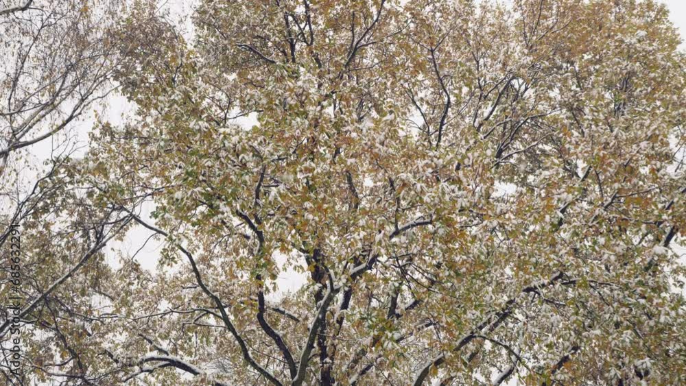A beautiful autumn tree in yellow and green colors covered with white snow. Thick snowflakes falling from the sky A beautiful autumn tree in yellow and green colors covered with white snow. Thick snowflakes falling from the sky
