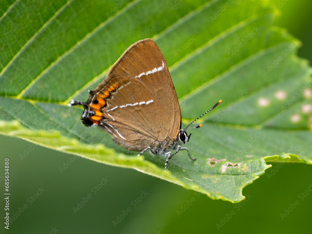 White-letter Hairstreak resting on a Leaf