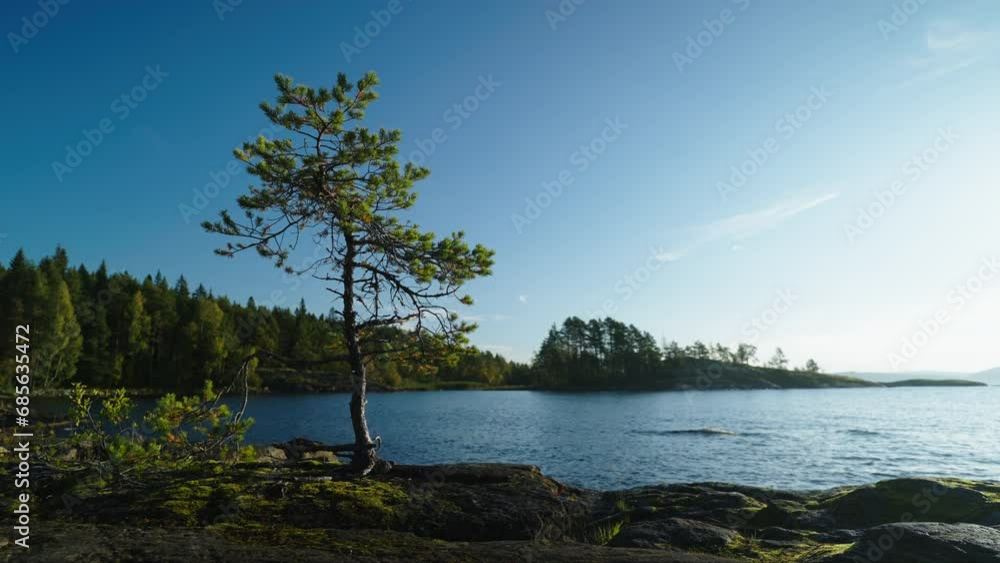 Beautiful Landscape In Early Morning, Coast Of Lake Or River With Pine Forest, Travel And Tourism Beautiful Landscape In Early Morning, Coast Of Lake Or River With Pine Forest, Travel And Tourism